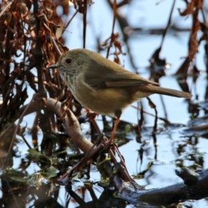 Acanthiza pusilla at Paddys River, ACT - 2 Jun 2020