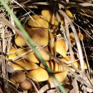 Armillaria luteobubalina at Paddys River, ACT - 2 Jun 2020