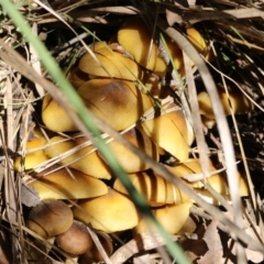 Armillaria luteobubalina (Australian Honey Fungus) at Paddys River, ACT - 2 Jun 2020 by RodDeb