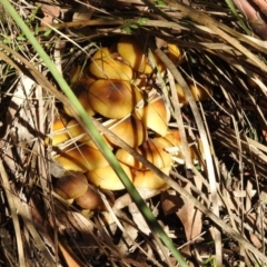 Armillaria luteobubalina at Paddys River, ACT - 2 Jun 2020