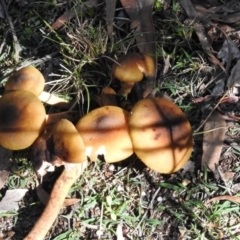 Armillaria luteobubalina at Paddys River, ACT - 2 Jun 2020