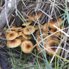 Armillaria luteobubalina at Paddys River, ACT - 2 Jun 2020 01:10 PM