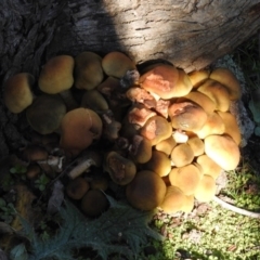 Armillaria luteobubalina (Australian Honey Fungus) at Paddys River, ACT - 2 Jun 2020 by RodDeb