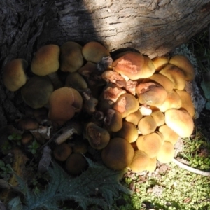 Armillaria luteobubalina at Paddys River, ACT - 2 Jun 2020