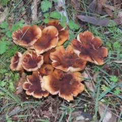 Armillaria sp. (A honey fungus) at Paddys River, ACT - 2 Jun 2020 by RodDeb