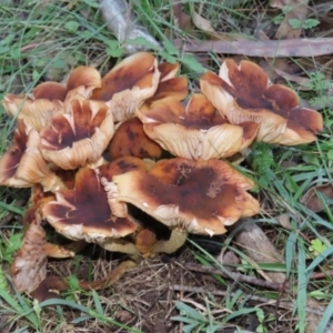 Armillaria sp. at Paddys River, ACT - 2 Jun 2020 03:25 PM