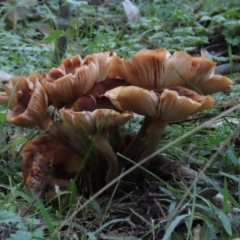 Armillaria sp. at Paddys River, ACT - 2 Jun 2020 03:25 PM