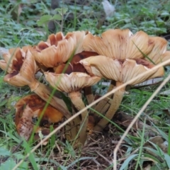 Armillaria sp. at Paddys River, ACT - 2 Jun 2020