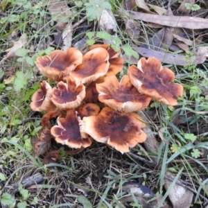 Armillaria sp. at Paddys River, ACT - 2 Jun 2020 03:25 PM