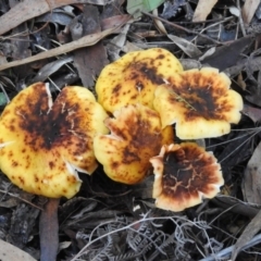 Armillaria sp. (A honey fungus) at Paddys River, ACT - 2 Jun 2020 by RodDeb
