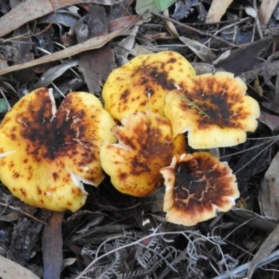 Armillaria sp. (A honey fungus) at Tidbinbilla Nature Reserve - 2 Jun 2020 by RodDeb