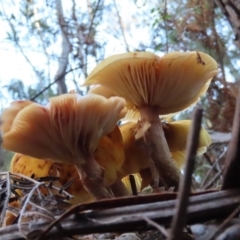 Armillaria sp. at Paddys River, ACT - 2 Jun 2020