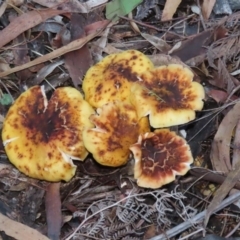 Armillaria sp. at Paddys River, ACT - 2 Jun 2020 03:30 PM