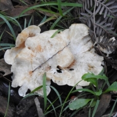 Clitocybe s. l. at Paddys River, ACT - 2 Jun 2020 by RodDeb