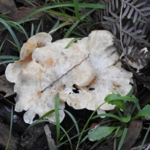 Clitocybe s. l. at Paddys River, ACT - 2 Jun 2020