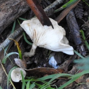 Clitocybe s. l. at Paddys River, ACT - 2 Jun 2020 03:26 PM