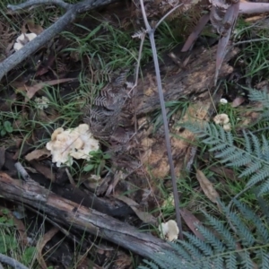 Clitocybe s. l. at Paddys River, ACT - 2 Jun 2020