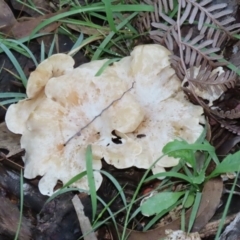 Clitocybe s. l. at Paddys River, ACT - 2 Jun 2020 03:26 PM