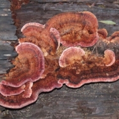 Rhodofomitopsis lilacinogilva complex (Lilac Shelf Fungus) at Paddys River, ACT - 2 Jun 2020 by RodDeb