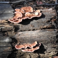 Rhodofomitopsis lilacinogilva complex at Paddys River, ACT - 2 Jun 2020