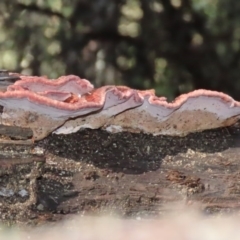 Rhodofomitopsis lilacinogilva complex at Paddys River, ACT - 2 Jun 2020