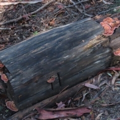 Rhodofomitopsis lilacinogilva complex at Paddys River, ACT - 2 Jun 2020