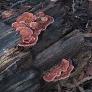 Rhodofomitopsis lilacinogilva complex at Paddys River, ACT - 2 Jun 2020