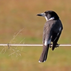 Cracticus torquatus (Grey Butcherbird) at Paddys River, ACT - 2 Jun 2020 by RodDeb