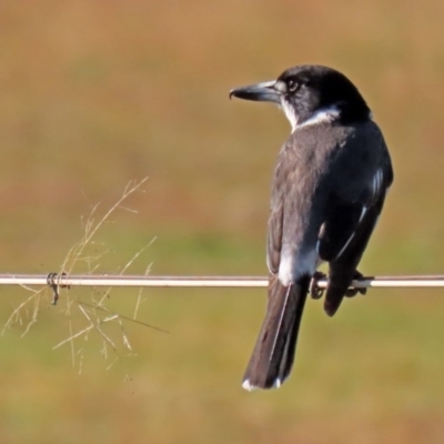 Cracticus torquatus (Grey Butcherbird) at Tidbinbilla Nature Reserve - 2 Jun 2020 by RodDeb