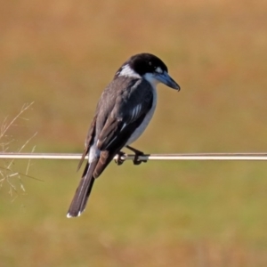 Cracticus torquatus at Paddys River, ACT - 2 Jun 2020