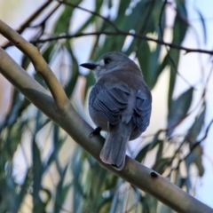 Colluricincla harmonica (Grey Shrikethrush) at Tidbinbilla Nature Reserve - 2 Jun 2020 by RodDeb