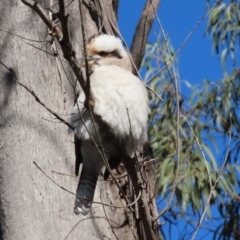 Dacelo novaeguineae (Laughing Kookaburra) at Paddys River, ACT - 2 Jun 2020 by RodDeb