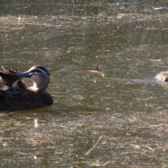 Anas superciliosa (Pacific Black Duck) at Tidbinbilla Nature Reserve - 2 Jun 2020 by RodDeb