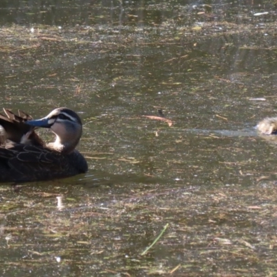 Anas superciliosa (Pacific Black Duck) at Paddys River, ACT - 2 Jun 2020 by RodDeb