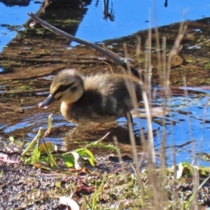 Anas superciliosa at Paddys River, ACT - 2 Jun 2020