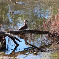 Anas superciliosa at Paddys River, ACT - 2 Jun 2020