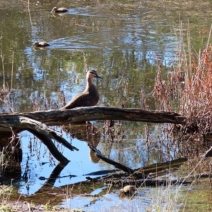 Anas superciliosa at Paddys River, ACT - 2 Jun 2020