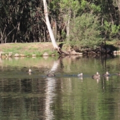 Anas superciliosa at Paddys River, ACT - 2 Jun 2020