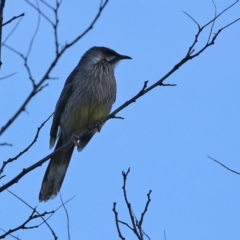 Anthochaera carunculata (Red Wattlebird) at Paddys River, ACT - 2 Jun 2020 by RodDeb