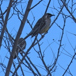 Anthochaera carunculata at Paddys River, ACT - 2 Jun 2020