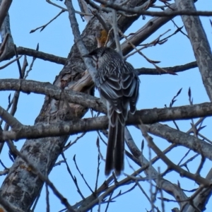 Anthochaera carunculata at Paddys River, ACT - 2 Jun 2020