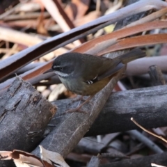 Sericornis frontalis (White-browed Scrubwren) at Tidbinbilla Nature Reserve - 2 Jun 2020 by RodDeb