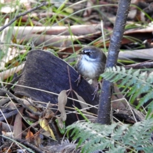 Sericornis frontalis at Paddys River, ACT - 2 Jun 2020