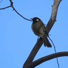 Nesoptilotis leucotis (White-eared Honeyeater) at Tidbinbilla Nature Reserve - 2 Jun 2020 by RodDeb