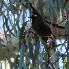 Nesoptilotis leucotis at Paddys River, ACT - 2 Jun 2020 02:19 PM