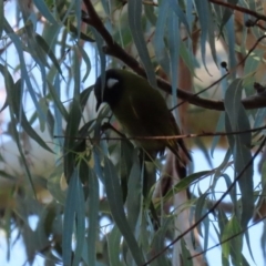 Nesoptilotis leucotis at Paddys River, ACT - 2 Jun 2020