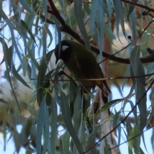 Nesoptilotis leucotis at Paddys River, ACT - 2 Jun 2020 02:19 PM