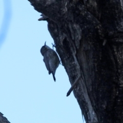 Cormobates leucophaea (White-throated Treecreeper) at Tidbinbilla Nature Reserve - 2 Jun 2020 by RodDeb