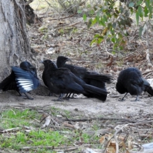 Corcorax melanorhamphos at Paddys River, ACT - 2 Jun 2020