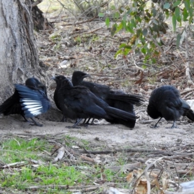 Corcorax melanorhamphos (White-winged Chough) at Paddys River, ACT - 2 Jun 2020 by RodDeb